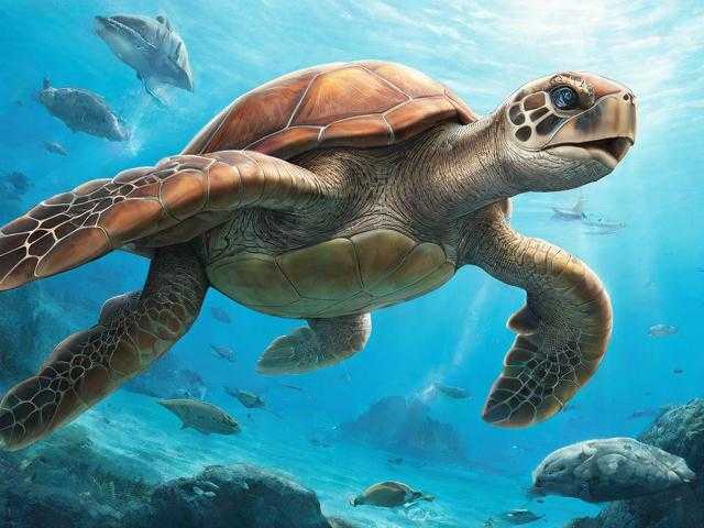 海龟岛战斗策略：如何有效利用地图上的隐藏路径