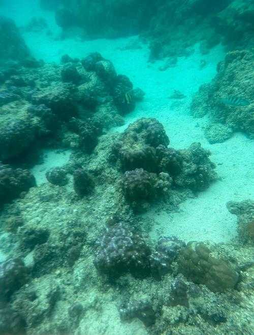 海龟蛋在哪里我的世界 在哪里,海龟 沙滩