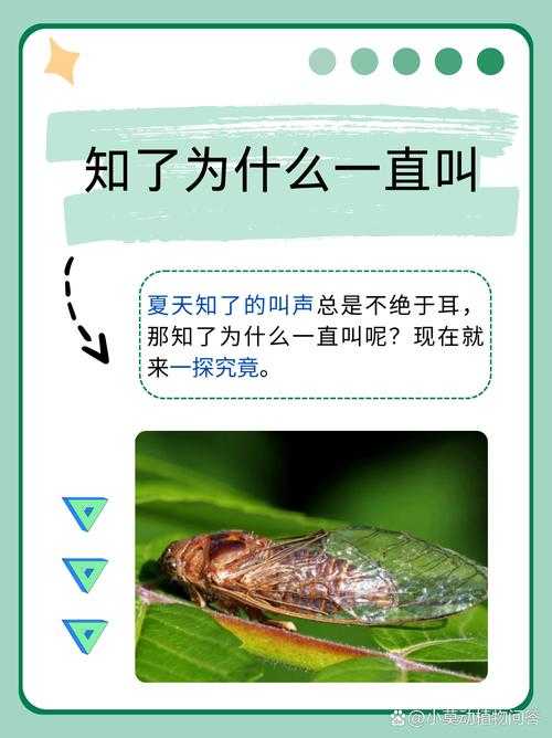 知了经济现象解析