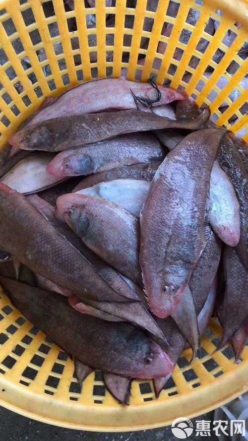 淡水鱼舌头图片大全及结构解析