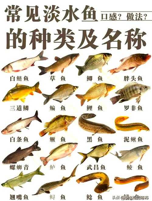 淡水鱼舌头结构图解及特征解析