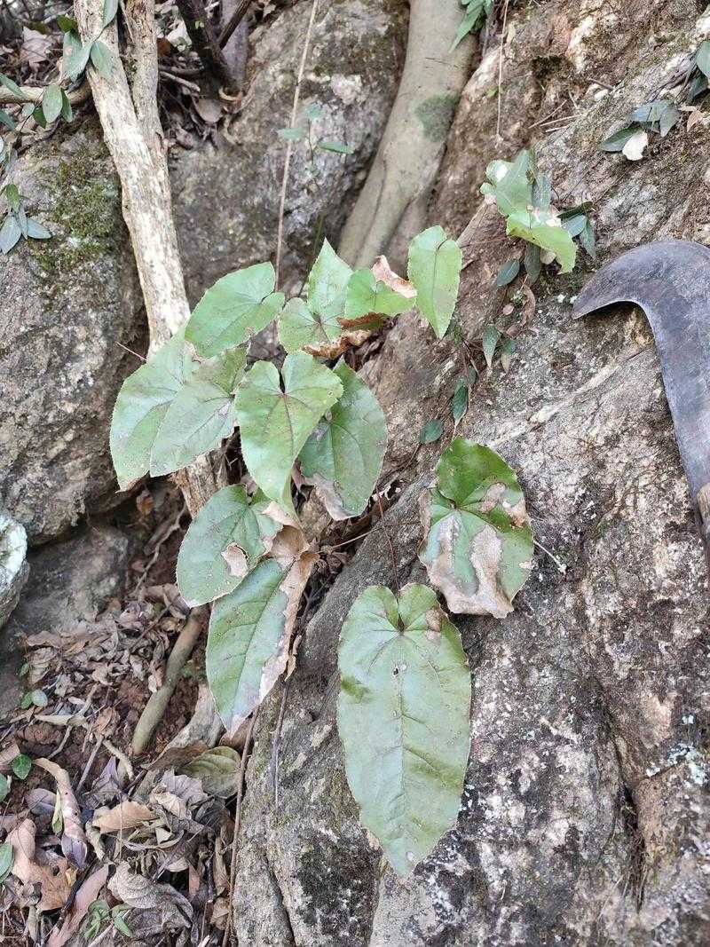 淫羊藿的7大功效与作用详解