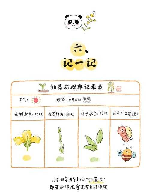 油菜籽与儿童预见性