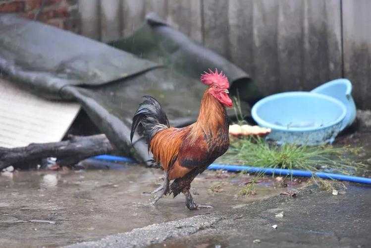 深山肥岳:乡村秘事录