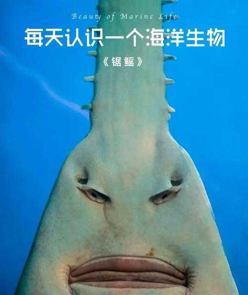 深海触手怪：神秘海洋生物的未解之谜