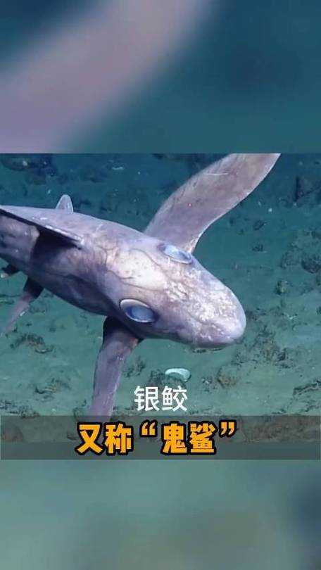 深海鬼鲨：揭秘神秘掠食者的生存之谜