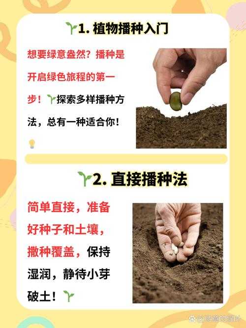 深耕细作：妙妙教你高效种植技巧