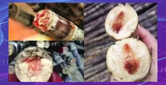 清明蔗毒过蛇?真相揭秘